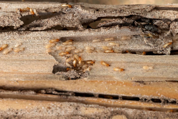 Best Exterminator Services  in Litchfield, MI