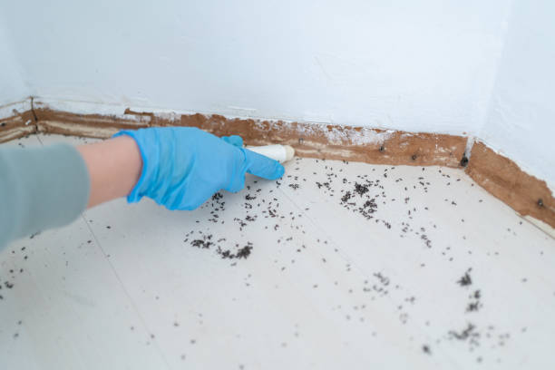 Best Bed Bug Extermination  in Litchfield, MI